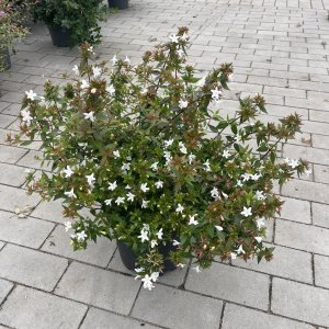 Großblumige Abelie