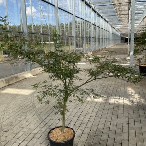 Japanischer Fächerahorn Viridis