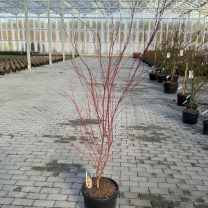 Korallenrinden-Ahorn Sangokaku