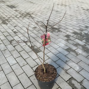 Seidenbaum Summer Chocolate