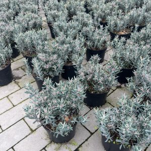 Rosmarinheide Blue Ice