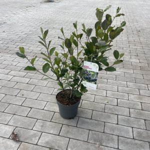 Schwarze Apfelbeere Nero