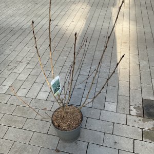 Schwarze Apfelbeere Nero