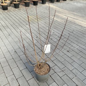 Schwarze Apfelbeere Hugin