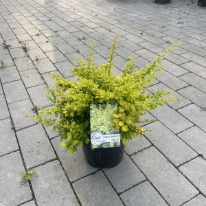 Berberitze Sunsation