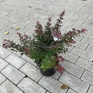 Zwerg Berberitze Atropurpurea Nana