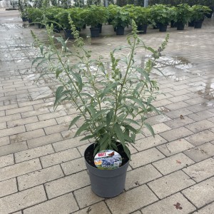 Zwerg Sommerflieder
