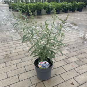 Zwergsommerflieder Buzz