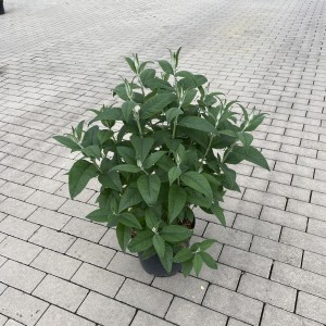Schmetterlingsflieder