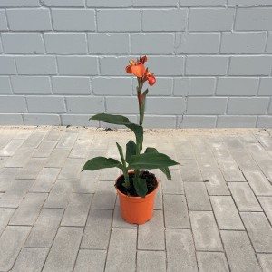 Indische Canna