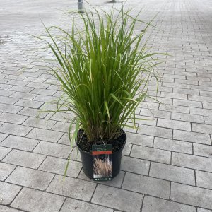 Reitgras Karl Förster