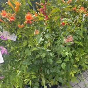 Trompetenblume