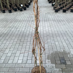 Amerikanische Trompetenblume