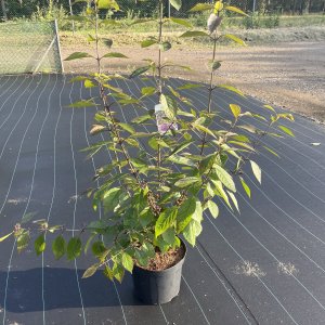 Schönfrucht Profusion