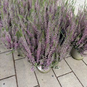 Besenheide Garden Girls