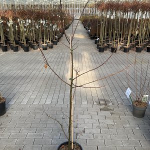 Edelkastanie, Esskastanie