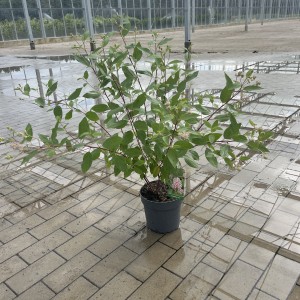 Rosa Säckelblume