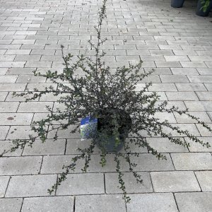 Säckelblume Blue Sapphire