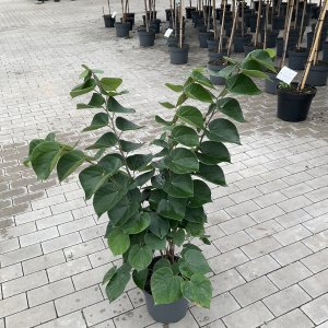 Chinesischer Judasbaum Avondale