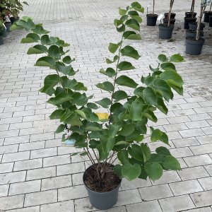 Chinesischer Judasbaum Shirobana