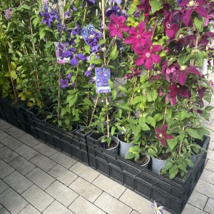 Clematis in Farben