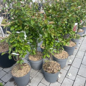 Zierquitte Fire Dance