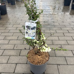 Zierquitte Jet Trail