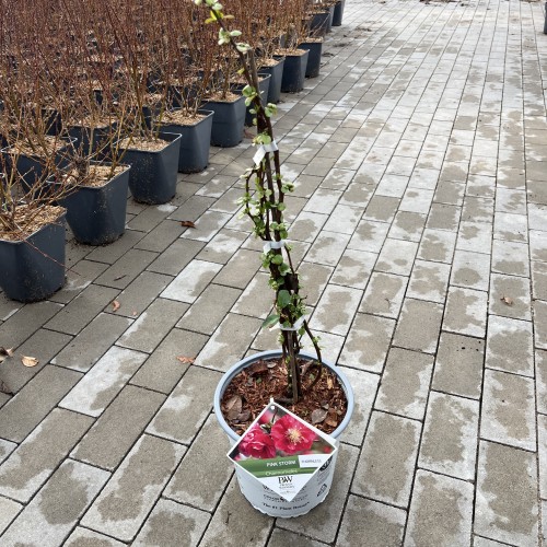 Zierquitte Proven Winners