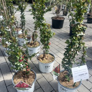 Zierquitte Proven Winners