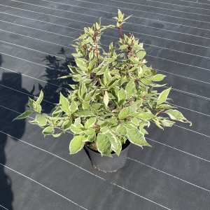 Weißbunter Hartriegel Elegantissima