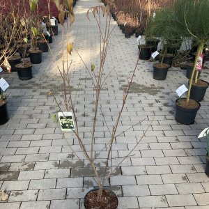 Japanischer Blumen-Hartriegel Milky Way