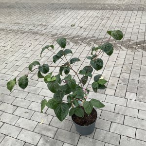 Japanischer Blumen-Hartriegel Satomi