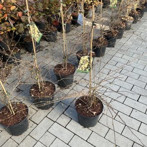 Kleinblütige Scheinhasel