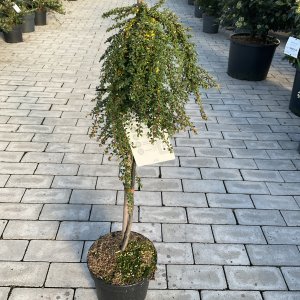 Dichtblättrige Zwergmispel