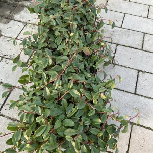 Kriechmispel Radicans