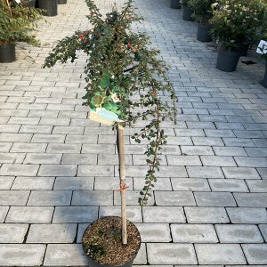 Zwergmispel Queen of Carpets