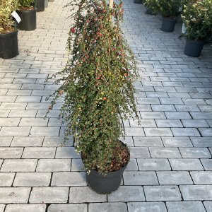 Zwergmispel Queen of Carpets