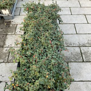 Teppichmispel Streibs Findling