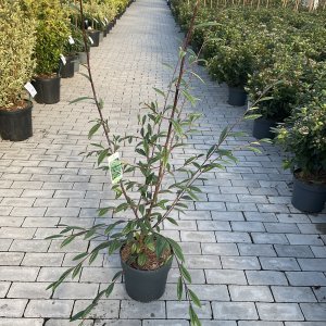 Weidenblättrige Zwergmispel 'Floccosus'