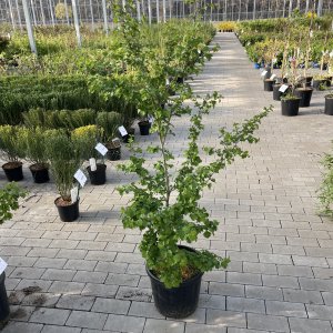 Mehlbeere Paul Scarlet