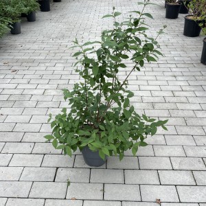 Rosendeutzie