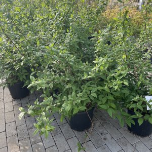 Deutzie Strawberry Fields