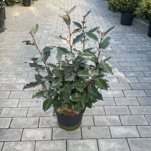 Ölweide, Ebbing's Silberbeere