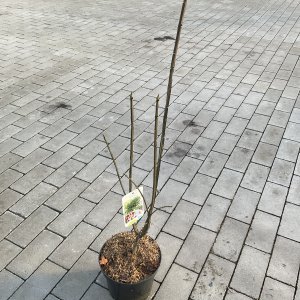 Europäisches Pfaffenhütchen