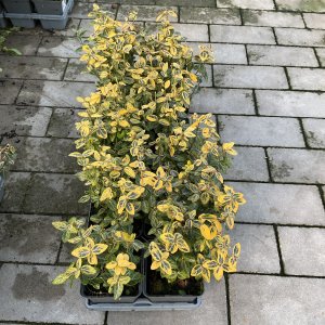 Kriechspindel Emerald Gold