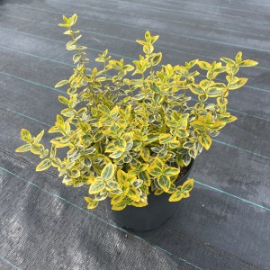 Kriechspindel Emerald Gold