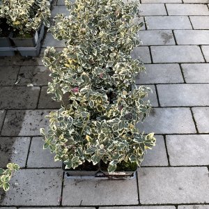 Kriechspindel Emerald Gaiety