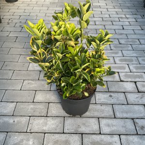 Spindelstrauch Bravo