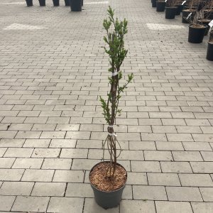 Prachtspiere The Bride