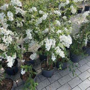 Prachtspiere The Bride